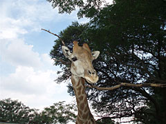 Giraffe